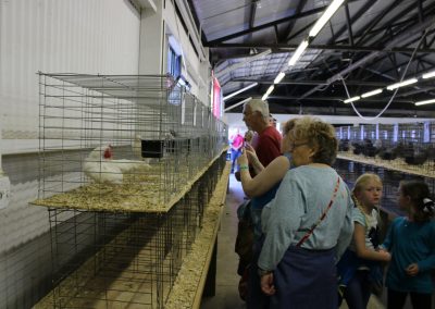 Chickens at Dixie Classic Fair